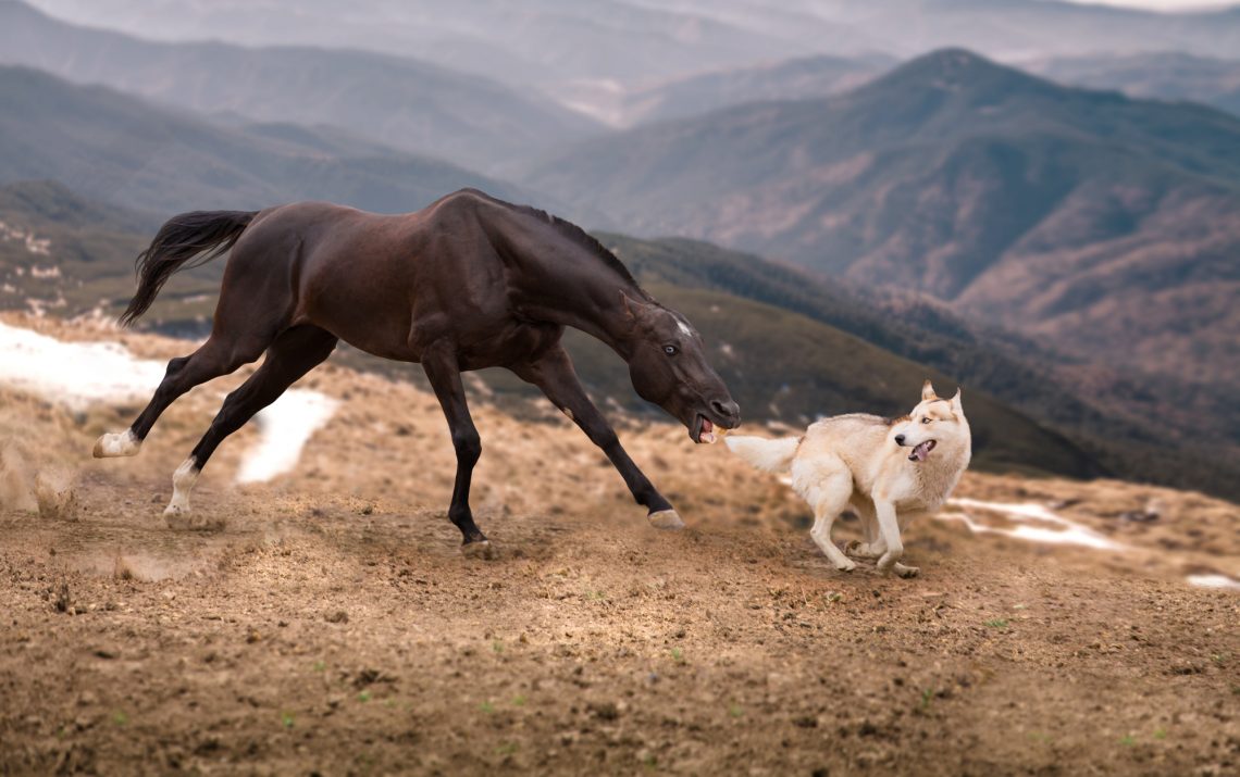 The dark brown horse attack the dog on the mountains background