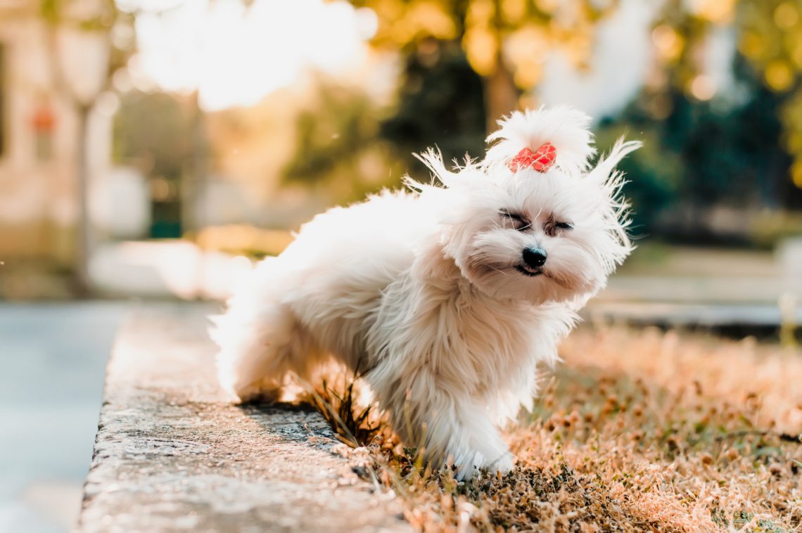 Cute maltese dog sitting in grass