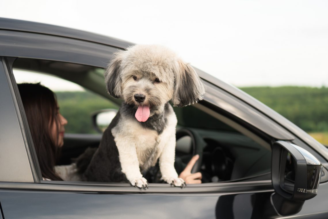 Happy dog is looking out of window of black car, smiling with tongue hanging out and driver.