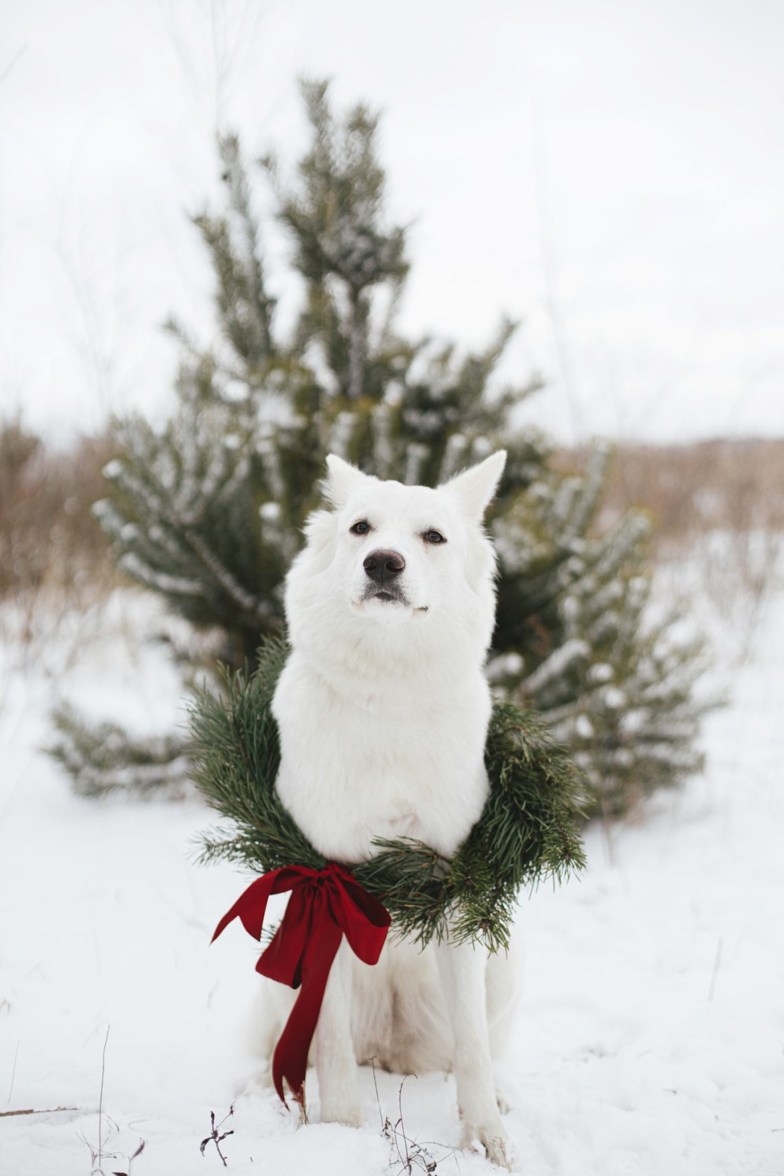 Cute dog in Christmas wreath sitting in snow winter park. Adorab