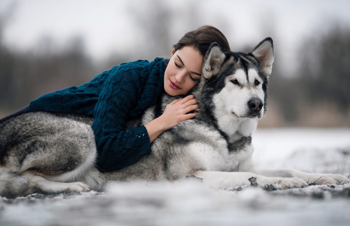 Girl in sweater lies and hugs dog Alaskan Malamute