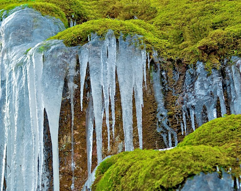Icicles in Moss © Depositphotos