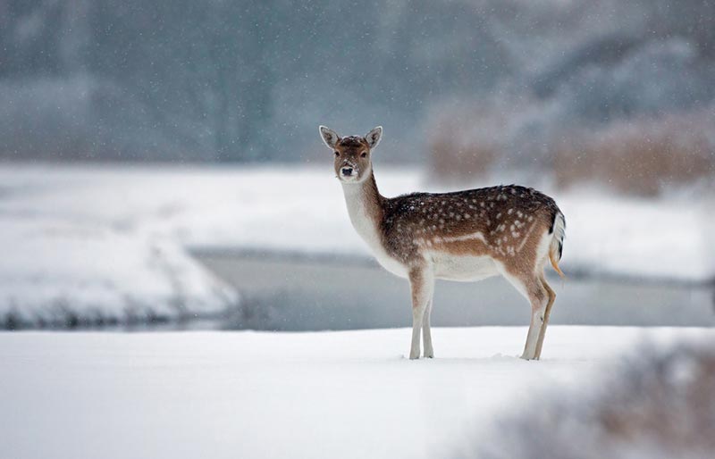 interview with a wildlife photographer menno schaefer