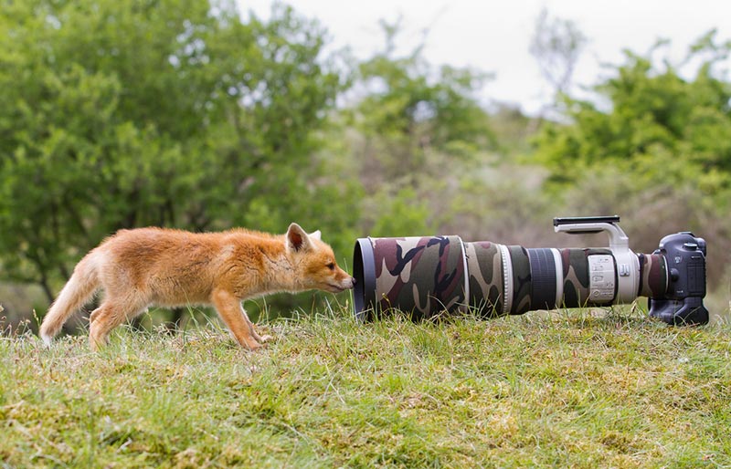 interview with a wildlife photographer national geographic