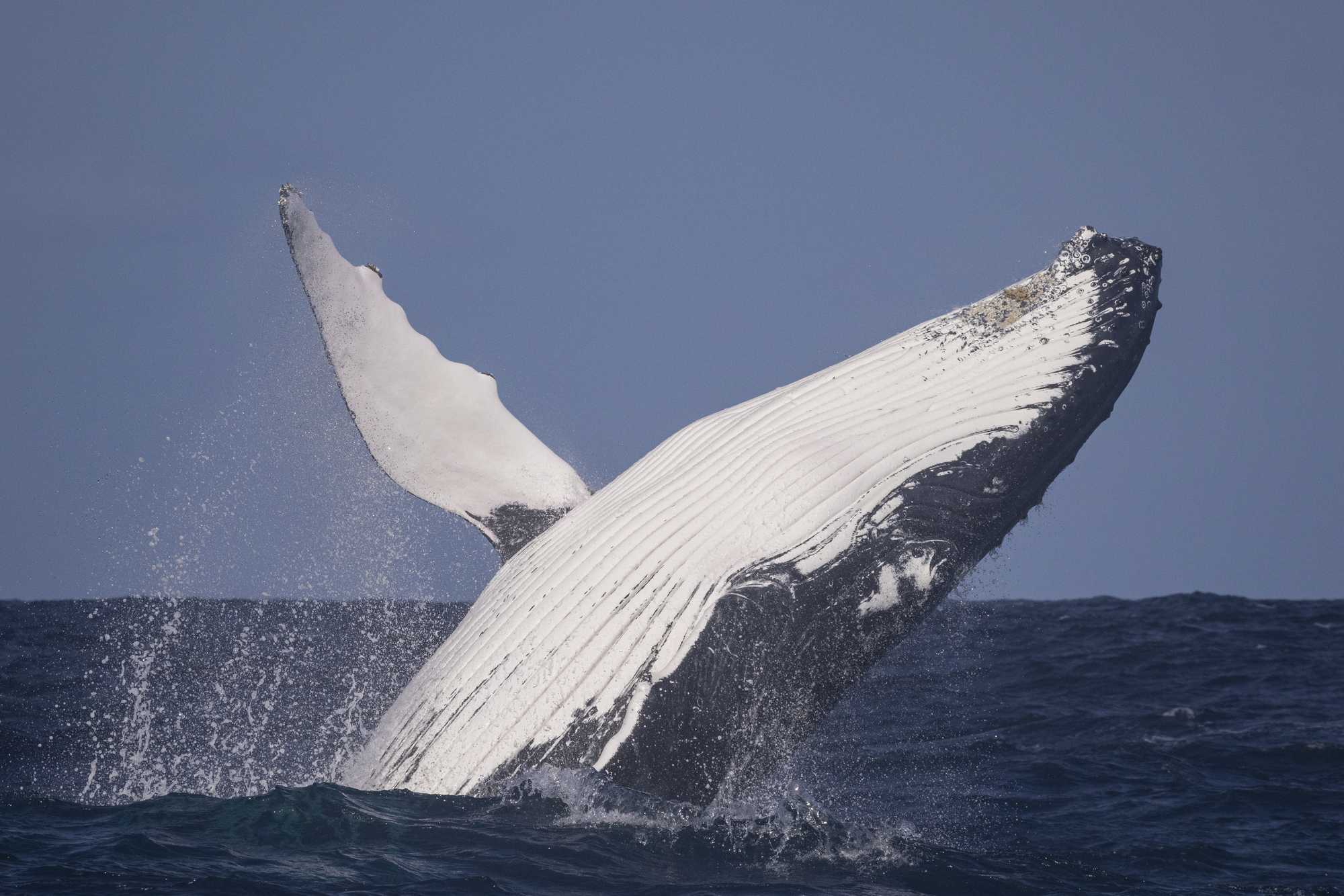 Фото огромный кит Мегалофобия