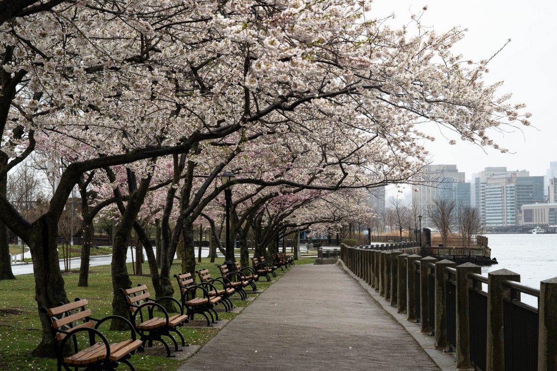 Фото городской набережной с цветущими деревьями