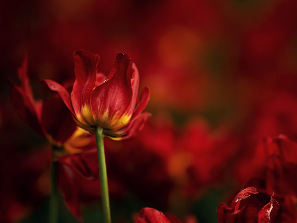 Фото красного тюльпана