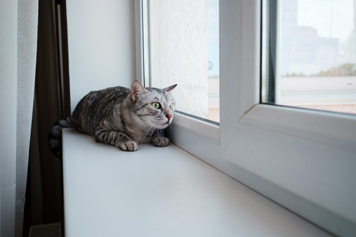Фото серой полосатой кошки на подоконнике