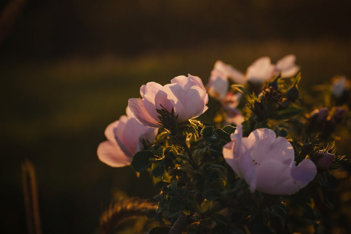 Фото цветов шиповника крупным планом на закате