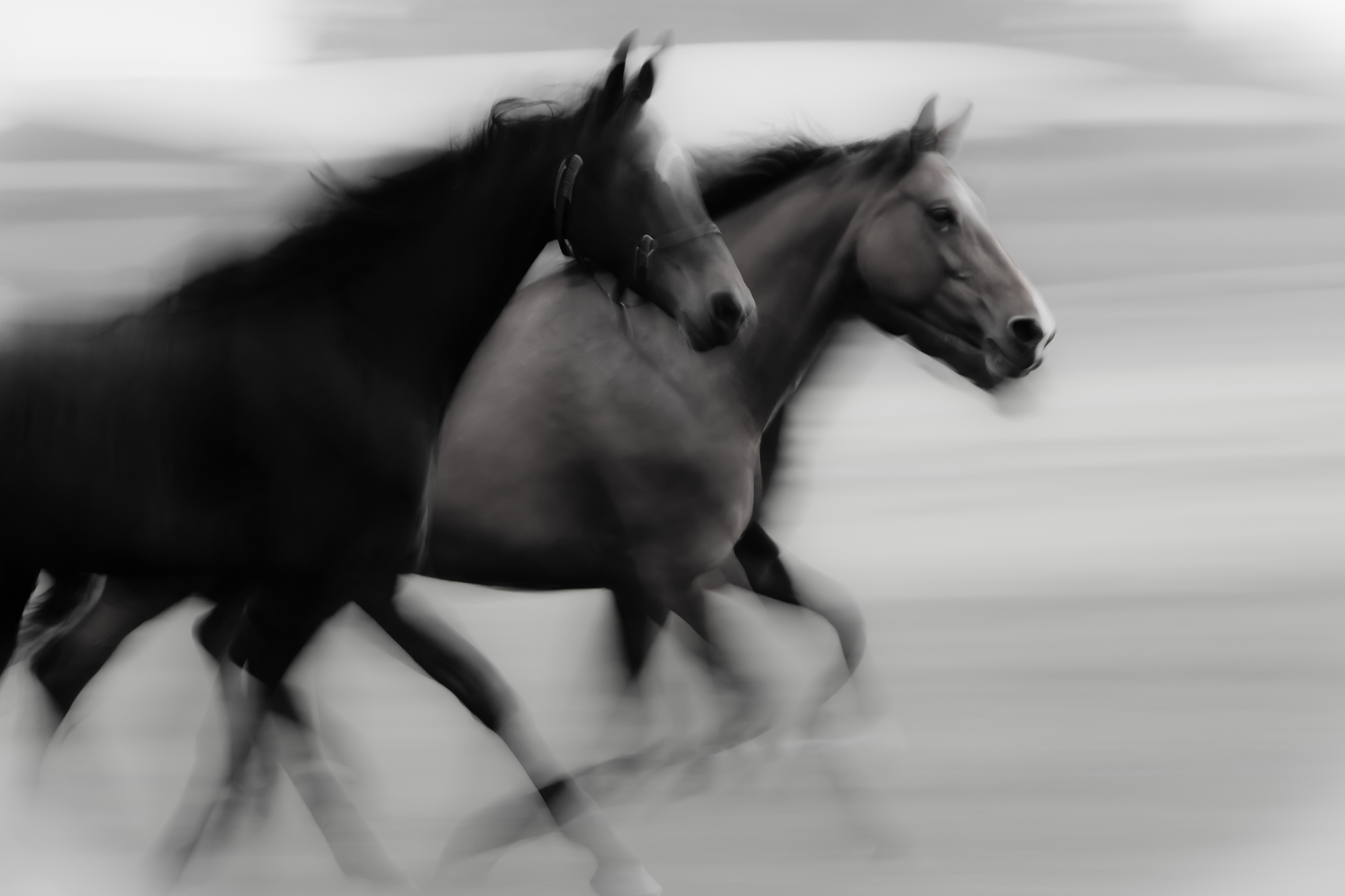 Фото чорно-білі коні 
