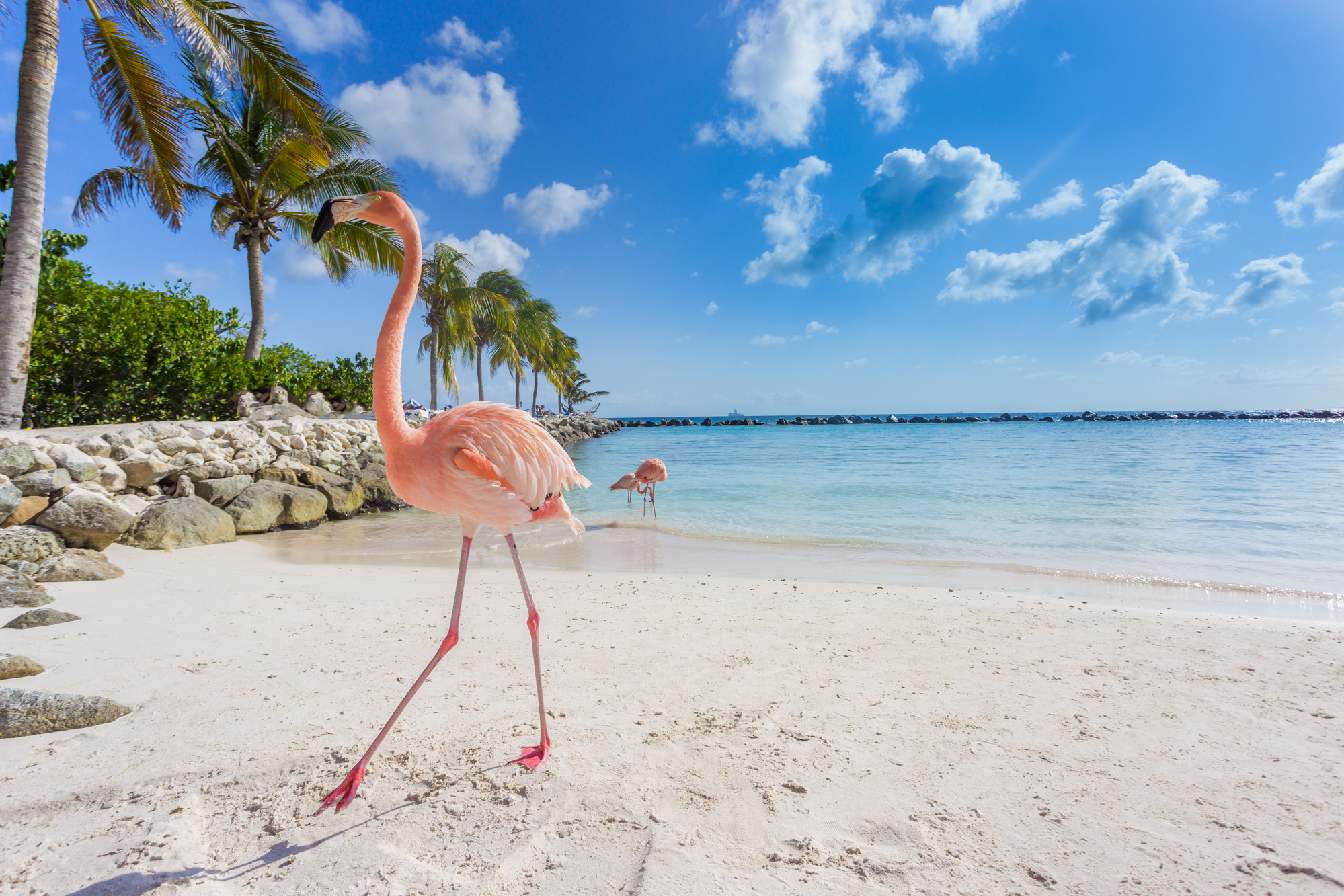 Three flamingos on the beach