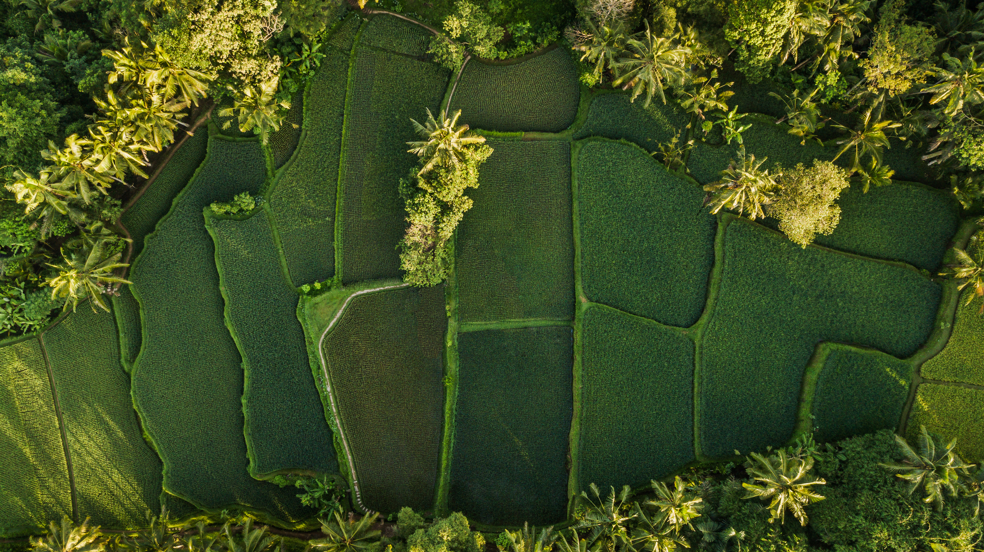 Nature background in green color. Aerial view of green rice terr