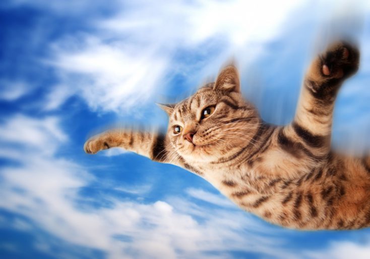 Flying funny kitten © Depositphotos