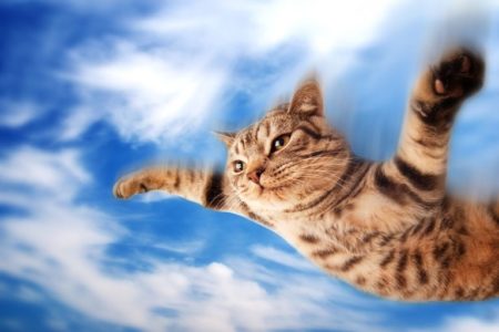 Flying funny kitten © Depositphotos