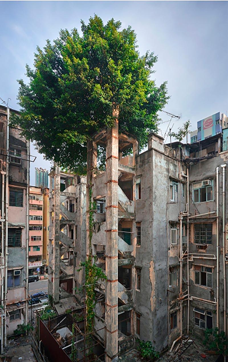 Wild Concrete #11, Hong Kong, 2013. 