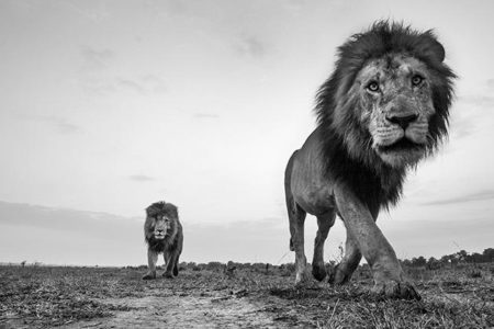 wildlife photography black and white anup shah