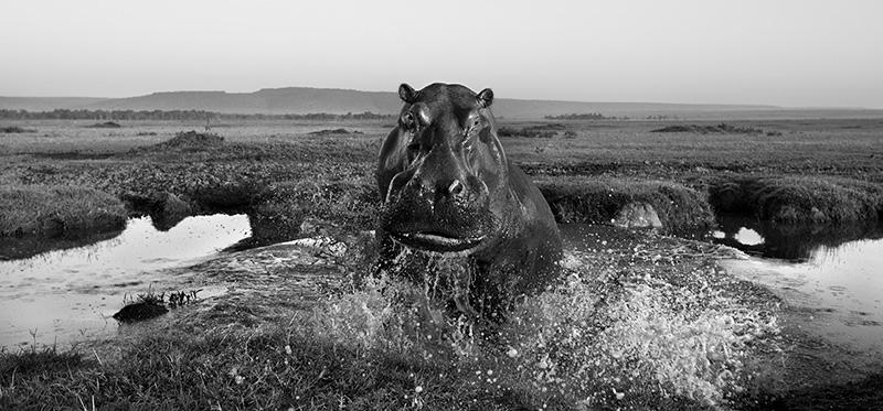 black and white wildlife photography