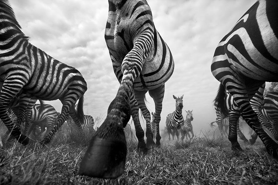 black and white wildlife photography anup shah