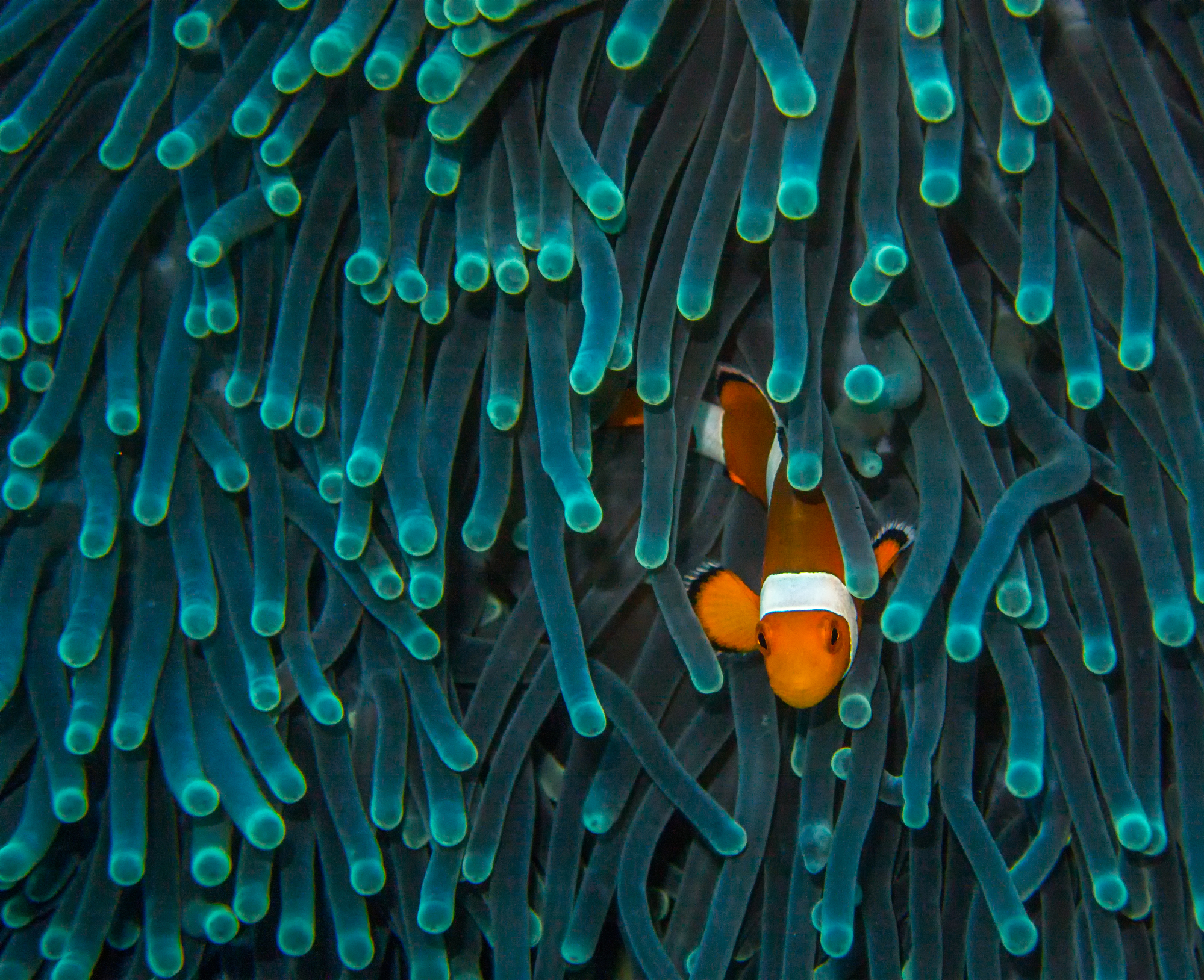 wallpaper nature underwater with clown fish