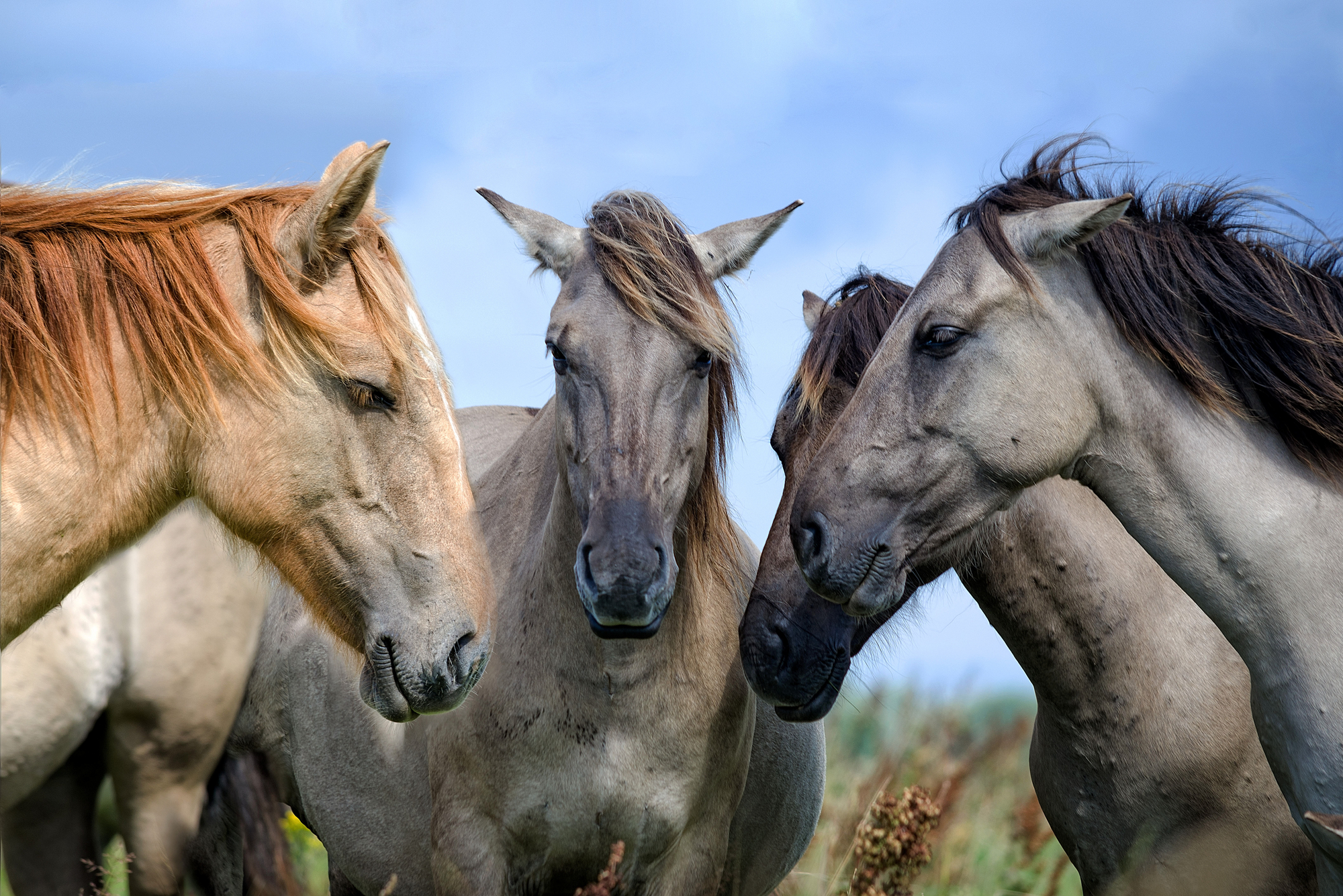 hd nature background with four horses assembled heads together 