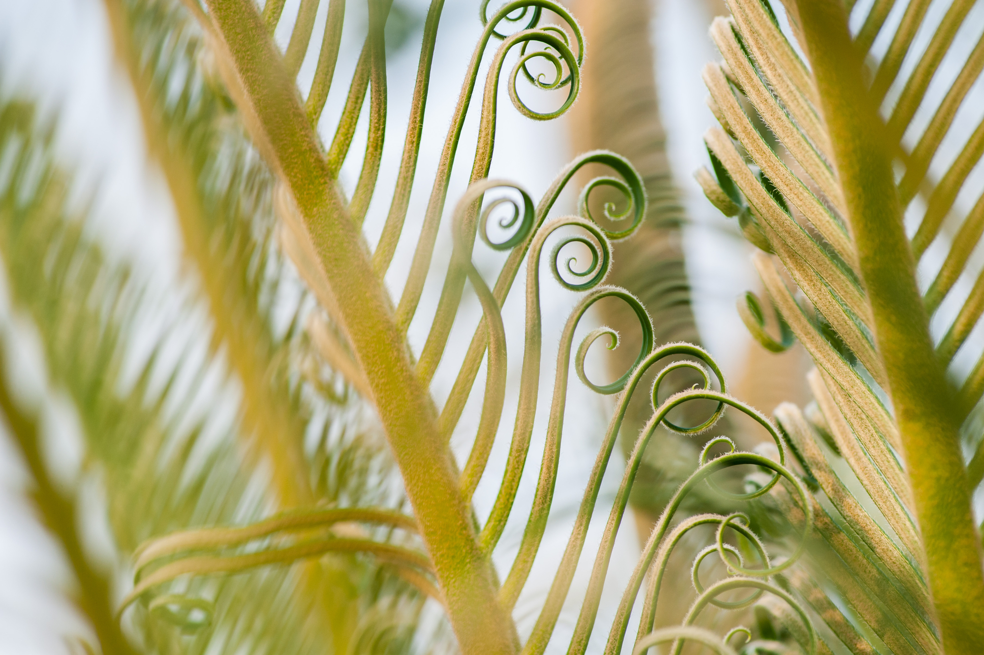 Beautiful Curly Young Palm Tree Leaves Sprouts nature cover photo
