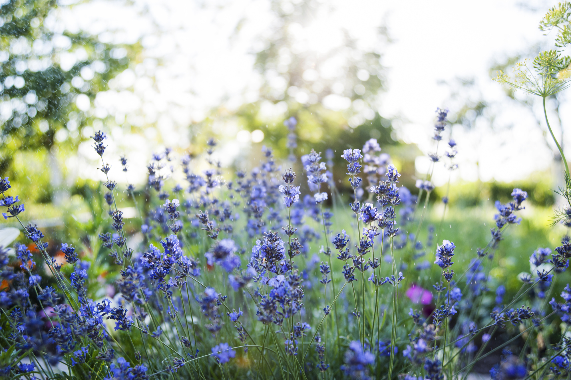 stock photo Flowering lavender field