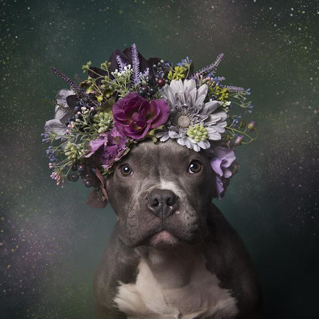 Sophie Gamand interview dog photography