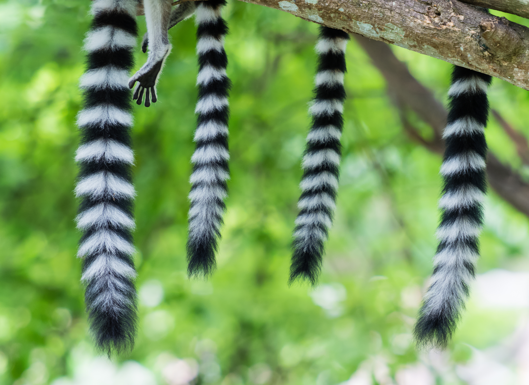ring tailed lemur stock photo