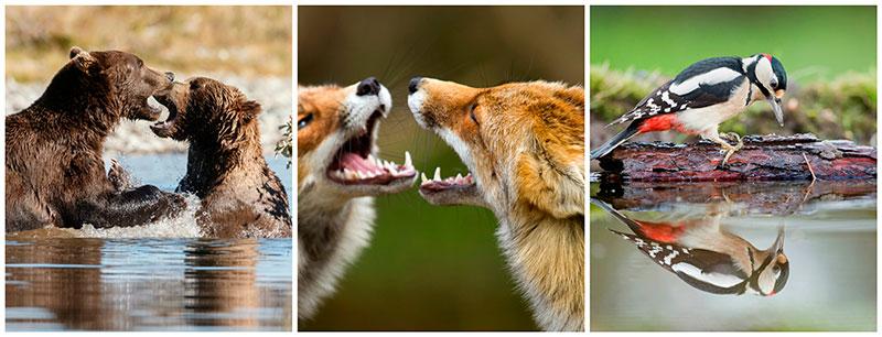 best-wildlife-photography-