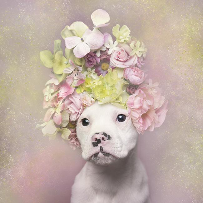 Sophie Gamand interview dog photography