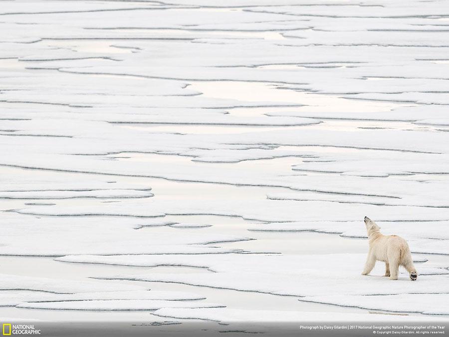 week-4-national-geographic-nature-photographer-of-the-year-2017-4
