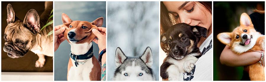 images-for-year-of-the-dog-stock-photography
