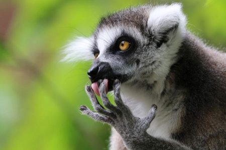 image of lemur at the zoo
