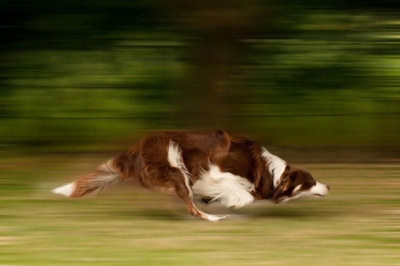 Blurred background with subject in focus dog running