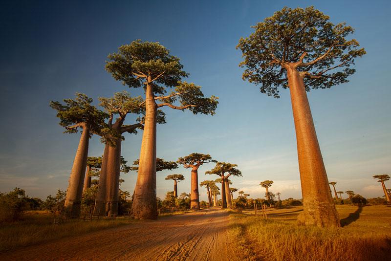 Madagascar Unusual Travel Destinations for Photographers in 2018