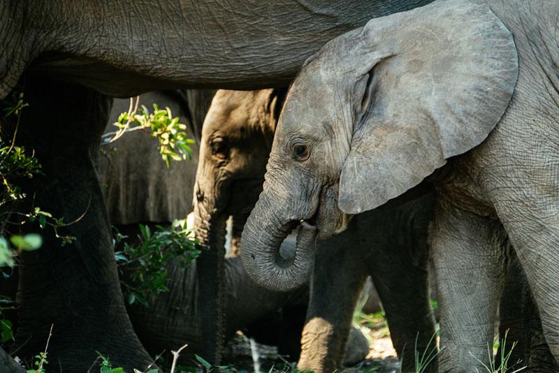 wildlife photography by Sudhir Misra elephants