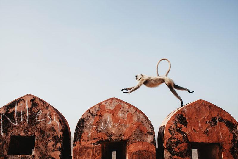 Monkey langur jumps at the wall of an old building
