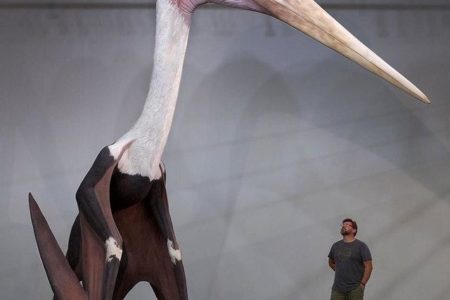 Quetzalcoatlus northropi model next to a 1.8m man. The largest known flying animal to ever exist