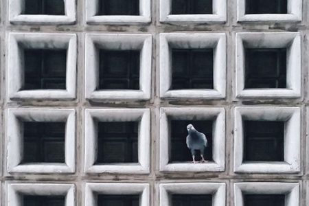 Jedrzej-Franek-phtoography–Catch-The-Pigeon