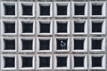 Jedrzej-Franek-phtoography-Catch-The-Pigeon