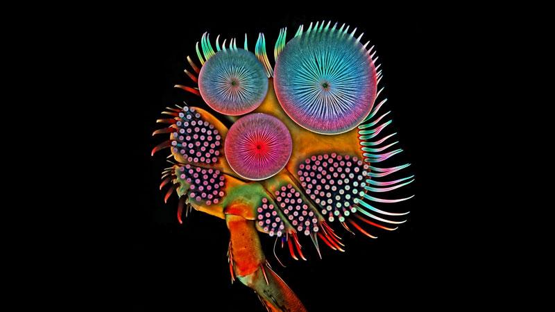 Top Photography Contests in 2019 — Nikon's Small World