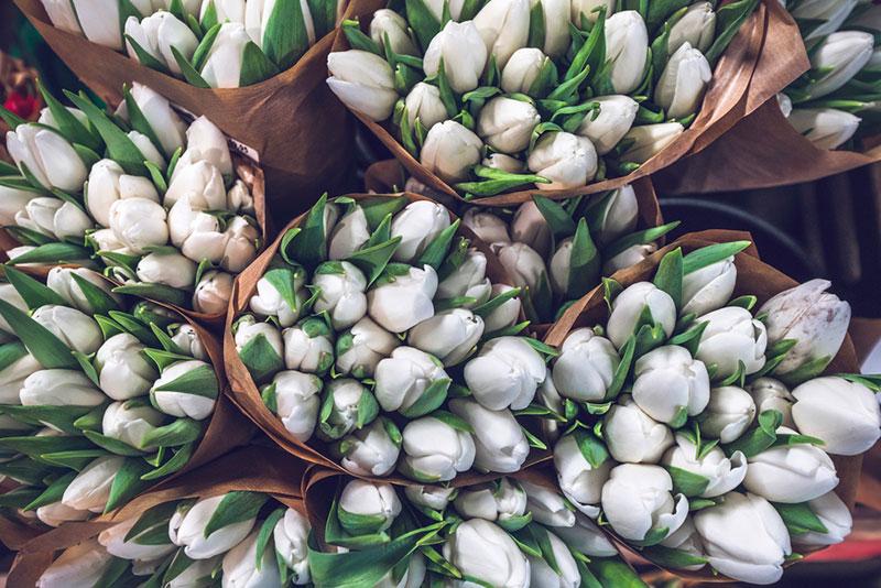 bouquet of white tulips