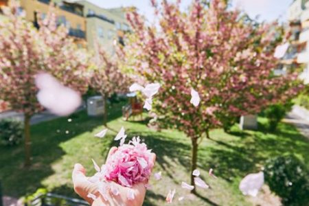Фотоколлекция: цветение сакуры