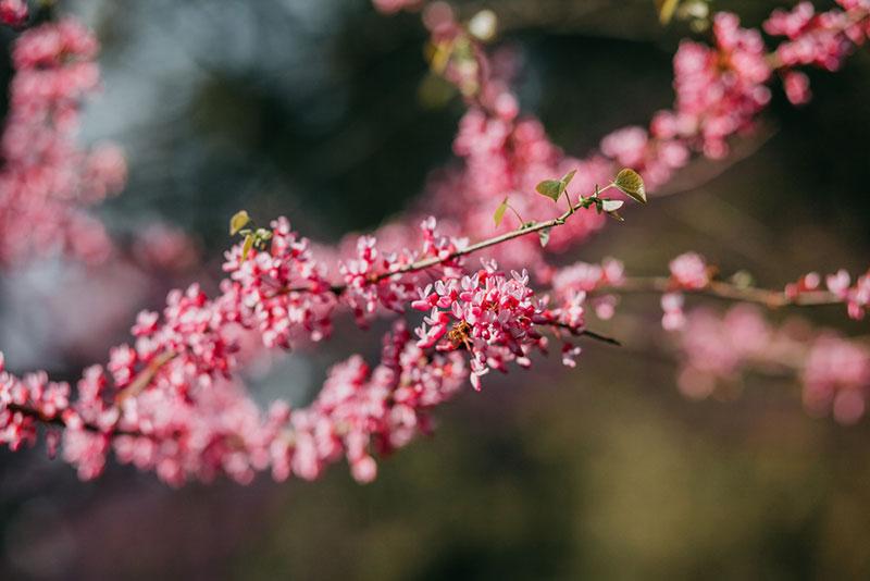 Photo collection: Cherry blossom