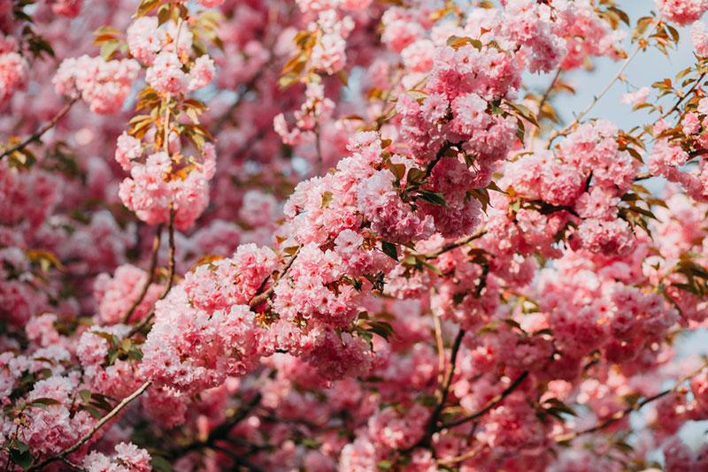 The cherry blossom season in Japan