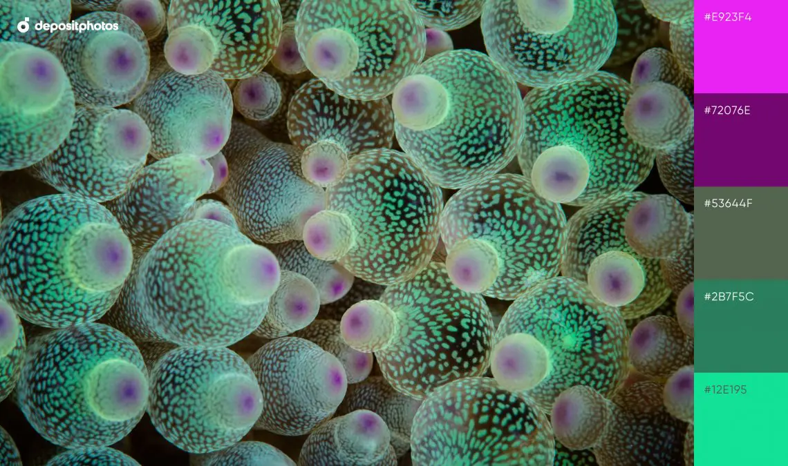 neon coral - Google Search  Kleurenpalet, Grafisch, Kleuren