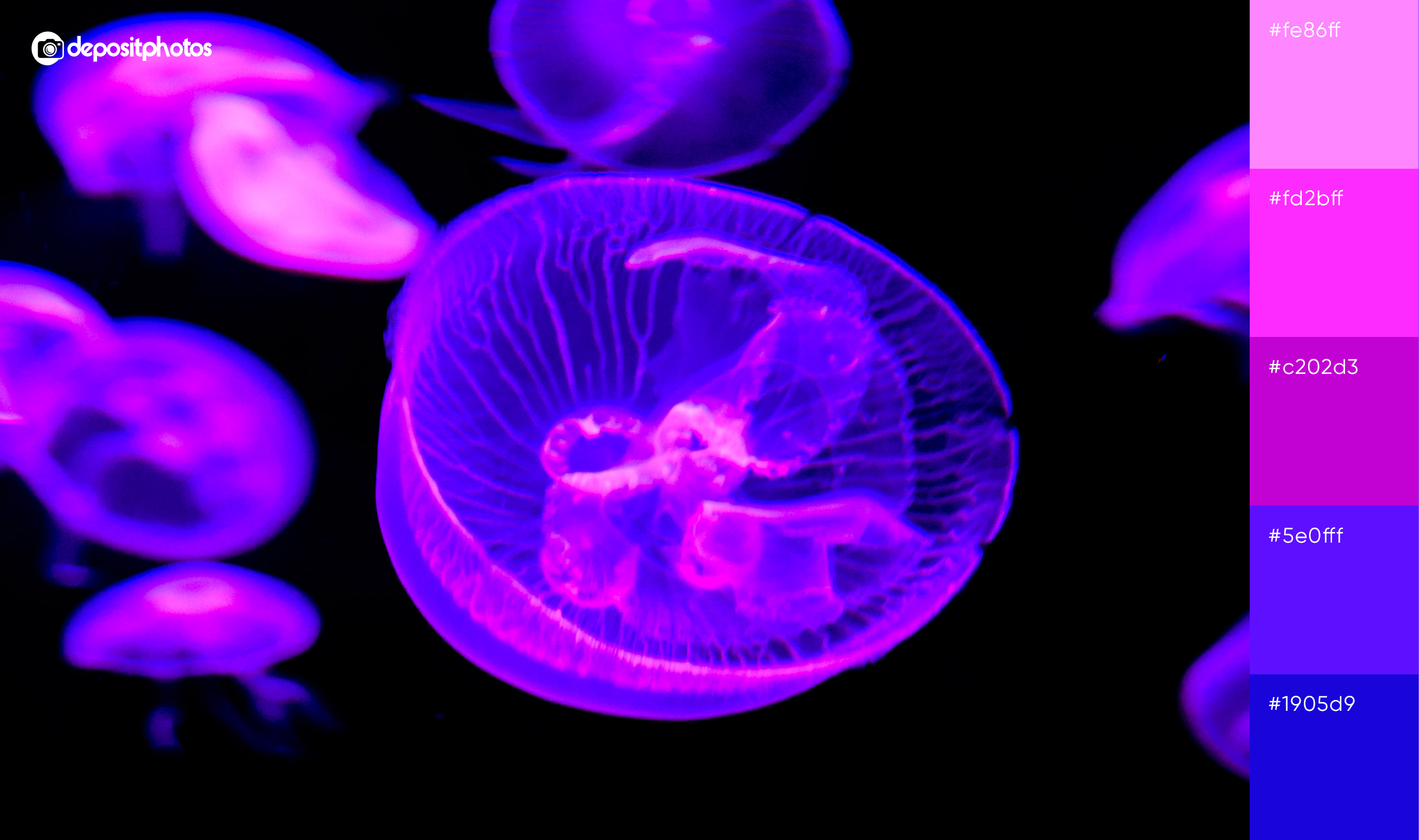 jellyfish in dark sea