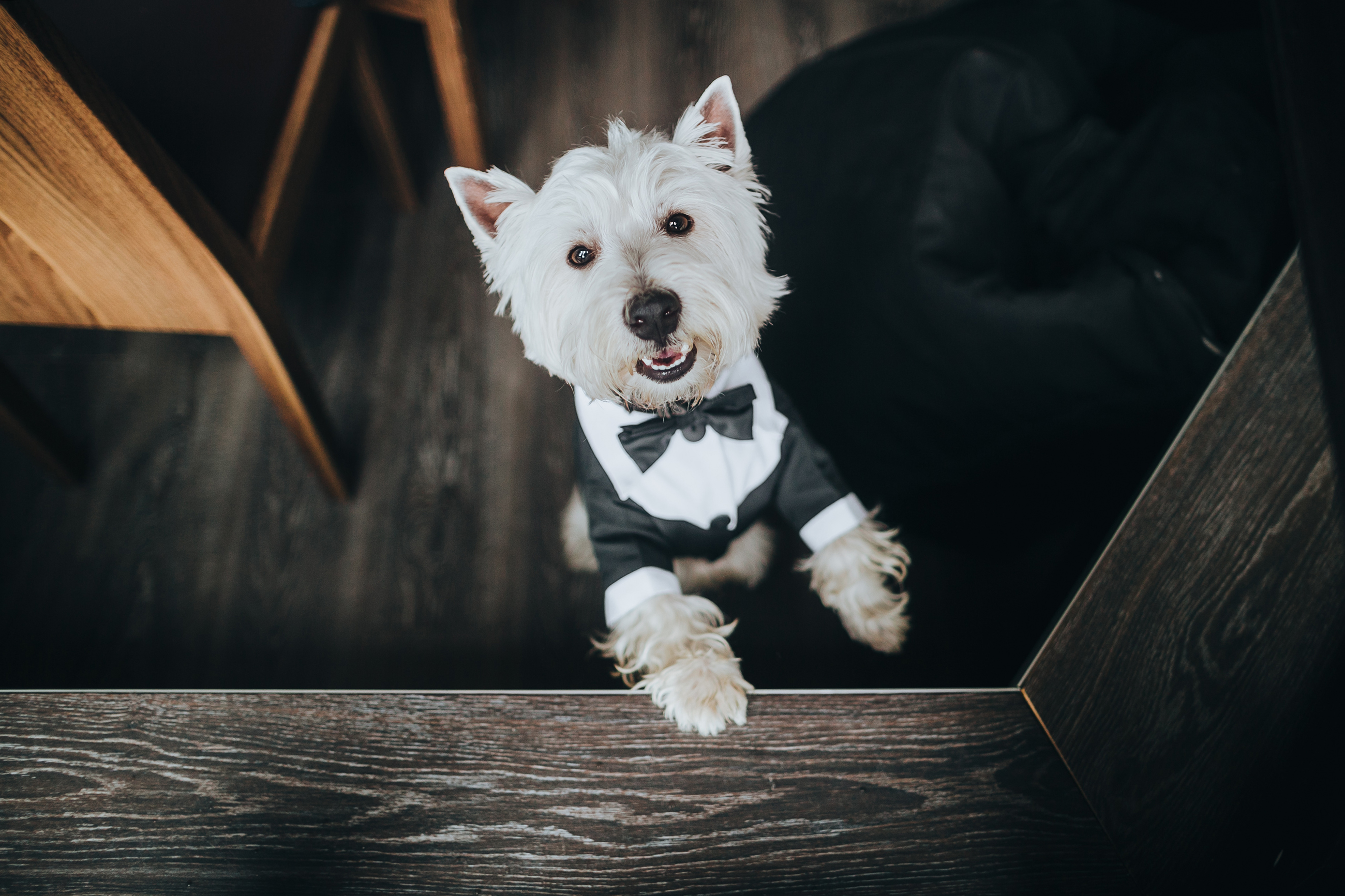 7 Tips To Make Your Pet Instagram Famous - Depositphotos Blog