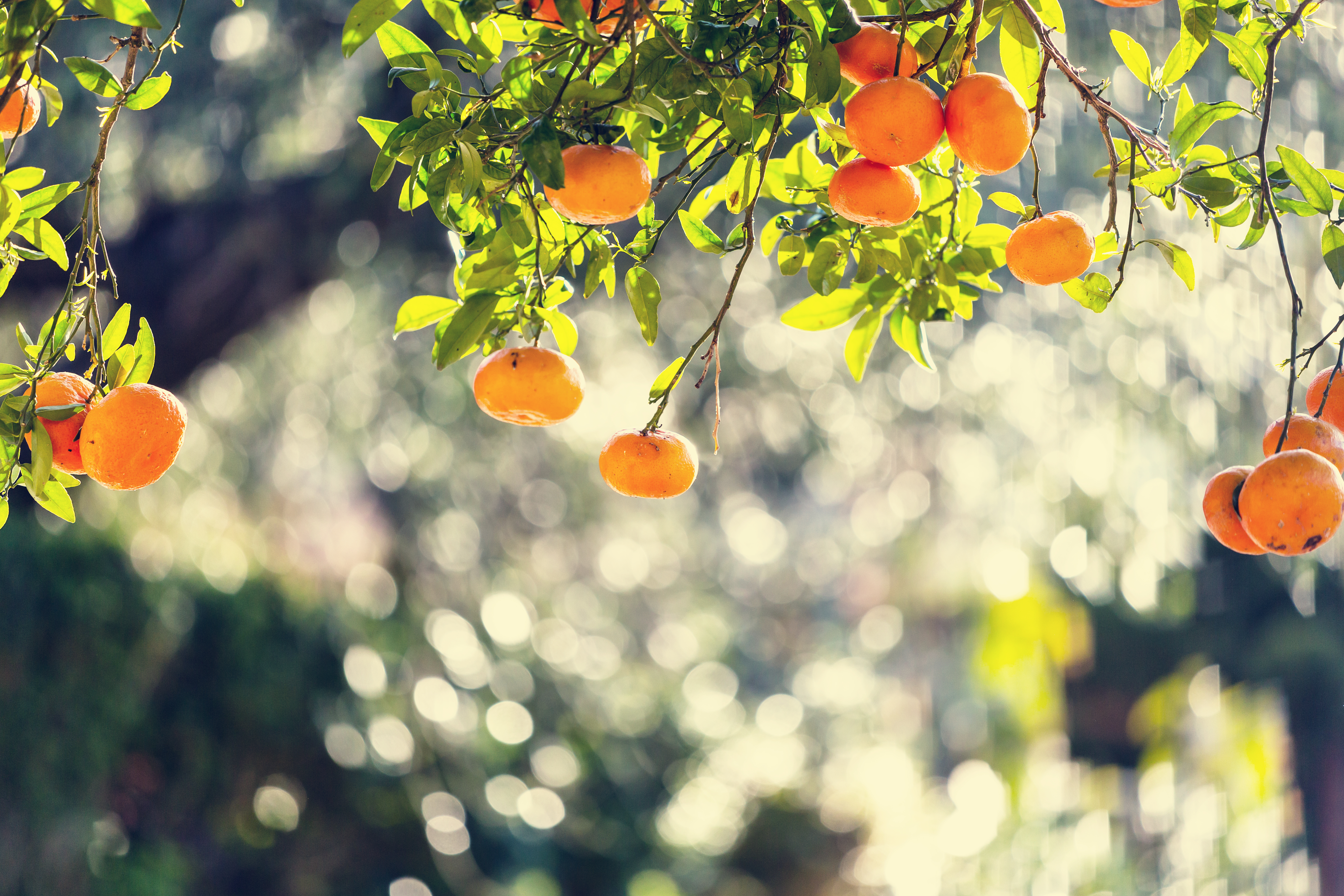 boke - tangerine in garden