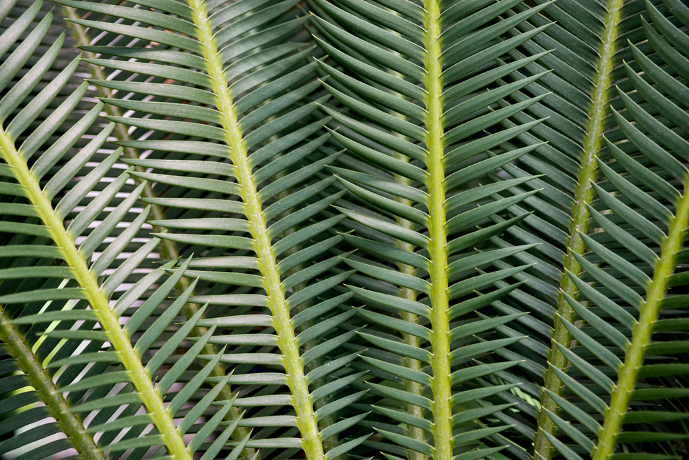palm leaves zoom background